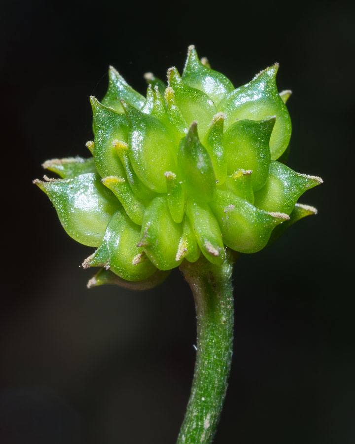 Ranunculus repens / Ranuncolo strisciante